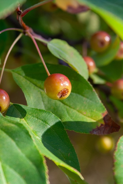 與勒沃庫森 與勒沃庫森