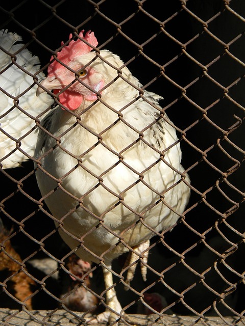 最终被敲定 最终被敲定